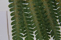 亞蹄蓋蕨藏品圖，第6張