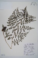 亞德氏蹄蓋蕨、假冷蕨藏品圖，第1張