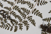 亞德氏蹄蓋蕨、假冷蕨藏品圖，第4張