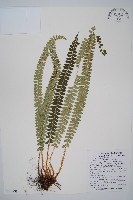 芽胞耳蕨、芽孢耳蕨藏品圖，第1張