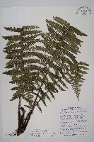 玉山肋毛蕨藏品圖，第1張