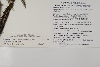 玉山肋毛蕨藏品圖，第2張