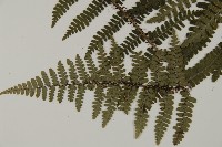 玉山肋毛蕨藏品圖，第3張