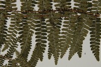 玉山肋毛蕨藏品圖，第4張