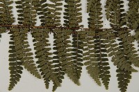 玉山肋毛蕨藏品圖，第5張