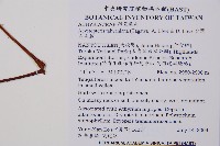 台灣亮毛蕨藏品圖，第2張