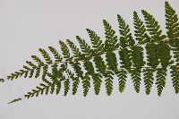 台灣亮毛蕨藏品圖，第4張