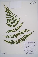 台灣亮毛蕨藏品圖，第5張