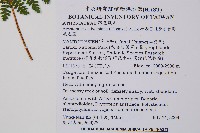 台灣亮毛蕨藏品圖，第6張