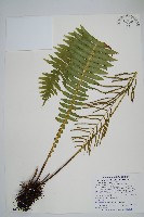 耳形瘤足蕨藏品圖，第1張