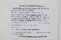 耳形瘤足蕨藏品圖，第2張