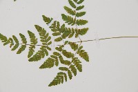 細裂羽節蕨藏品圖，第3張