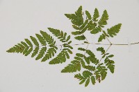 細裂羽節蕨藏品圖，第4張