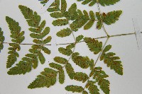 細裂羽節蕨藏品圖，第5張