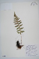 鋸齒葉鱗毛蕨藏品圖，第1張