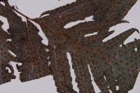 蛇脈三叉蕨藏品圖，第3張