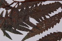 蛇脈三叉蕨藏品圖，第4張