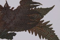 蛇脈三叉蕨藏品圖，第5張