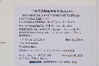 小垂枝石松藏品圖，第2張