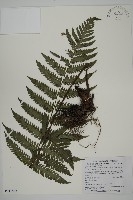 高士佛擬肋毛蕨藏品圖，第1張