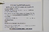 高士佛擬肋毛蕨藏品圖，第2張