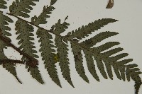 高士佛擬肋毛蕨藏品圖，第3張