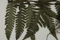 高士佛擬肋毛蕨藏品圖，第4張