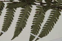 高士佛擬肋毛蕨藏品圖，第5張