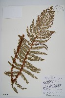 尖葉耳蕨藏品圖，第1張