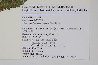 紅柄鳳尾蕨藏品圖，第2張