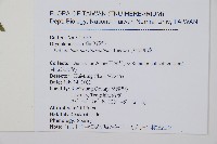 尖葉耳蕨藏品圖，第2張