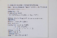 細毛碗蕨藏品圖，第2張