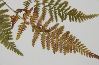 細毛碗蕨藏品圖，第3張