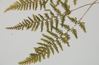 細毛碗蕨藏品圖，第4張