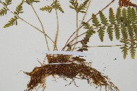 細毛碗蕨藏品圖，第5張