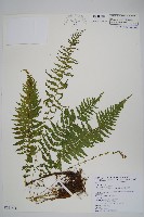 縮羽副金星蕨藏品圖，第1張