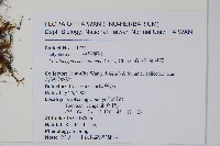 縮羽副金星蕨藏品圖，第2張