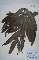 薄葉擬茀蕨藏品圖，第1張