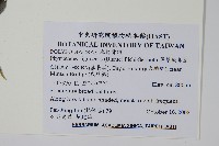 薄葉擬茀蕨藏品圖，第2張