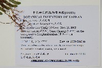 紅柄鳳尾蕨藏品圖，第2張