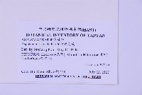 蘭嶼鐵角蕨藏品圖，第2張