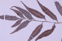 蘭嶼鐵角蕨藏品圖，第3張