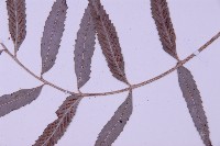 蘭嶼鐵角蕨藏品圖，第4張