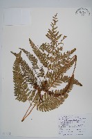 細葉複葉耳蕨藏品圖，第1張