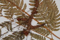 細葉複葉耳蕨藏品圖，第3張