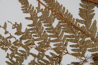 細葉複葉耳蕨藏品圖，第4張