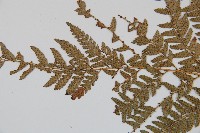 細葉複葉耳蕨藏品圖，第5張