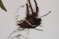 假蹄蓋蕨、東洋蹄蓋蕨藏品圖，第3張