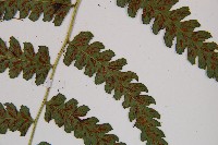 假蹄蓋蕨、東洋蹄蓋蕨藏品圖，第4張