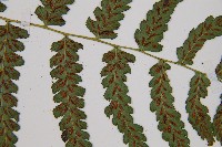 假蹄蓋蕨、東洋蹄蓋蕨藏品圖，第5張